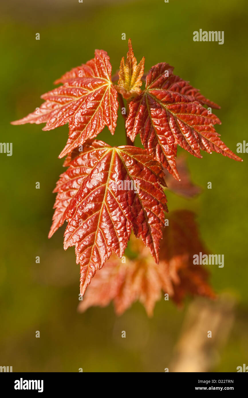 Blätter der Maple(Acer saccharinum) als Hintergrund Stockfoto