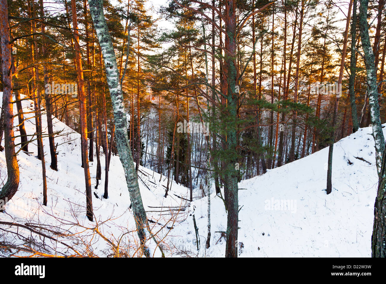 verschneiten Schlucht im Winterwald bei gelben Sonnenuntergang Stockfoto