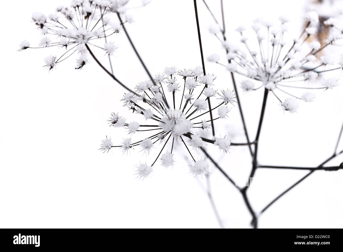Schafgarbe-Stiel unter dem Schnee im Wintertag Stockfoto