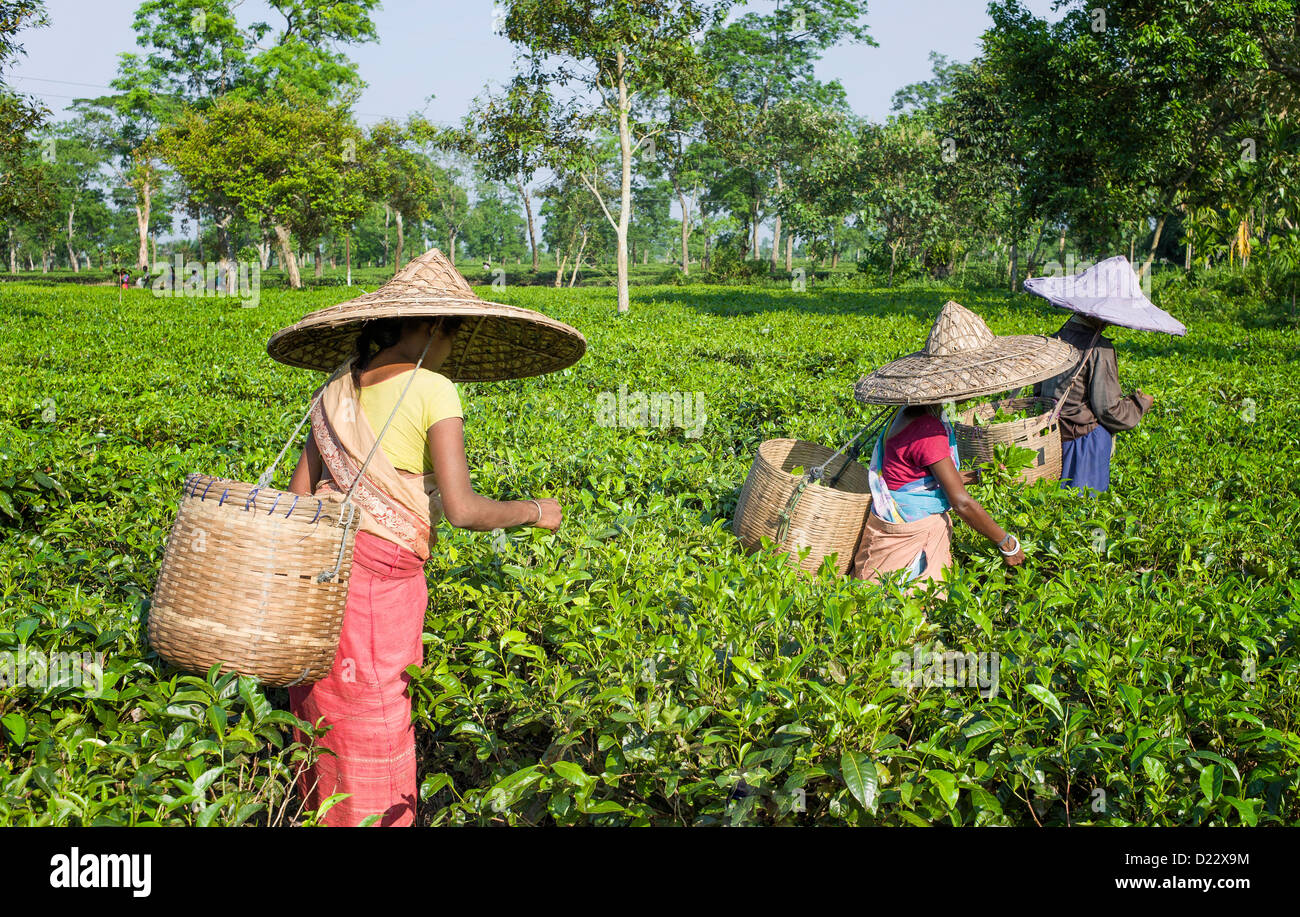 Tee-Blatt-Erntemaschinen bei Arbeiten auf einer Teeplantage in Jorhat, Assam, Indien. Stockfoto