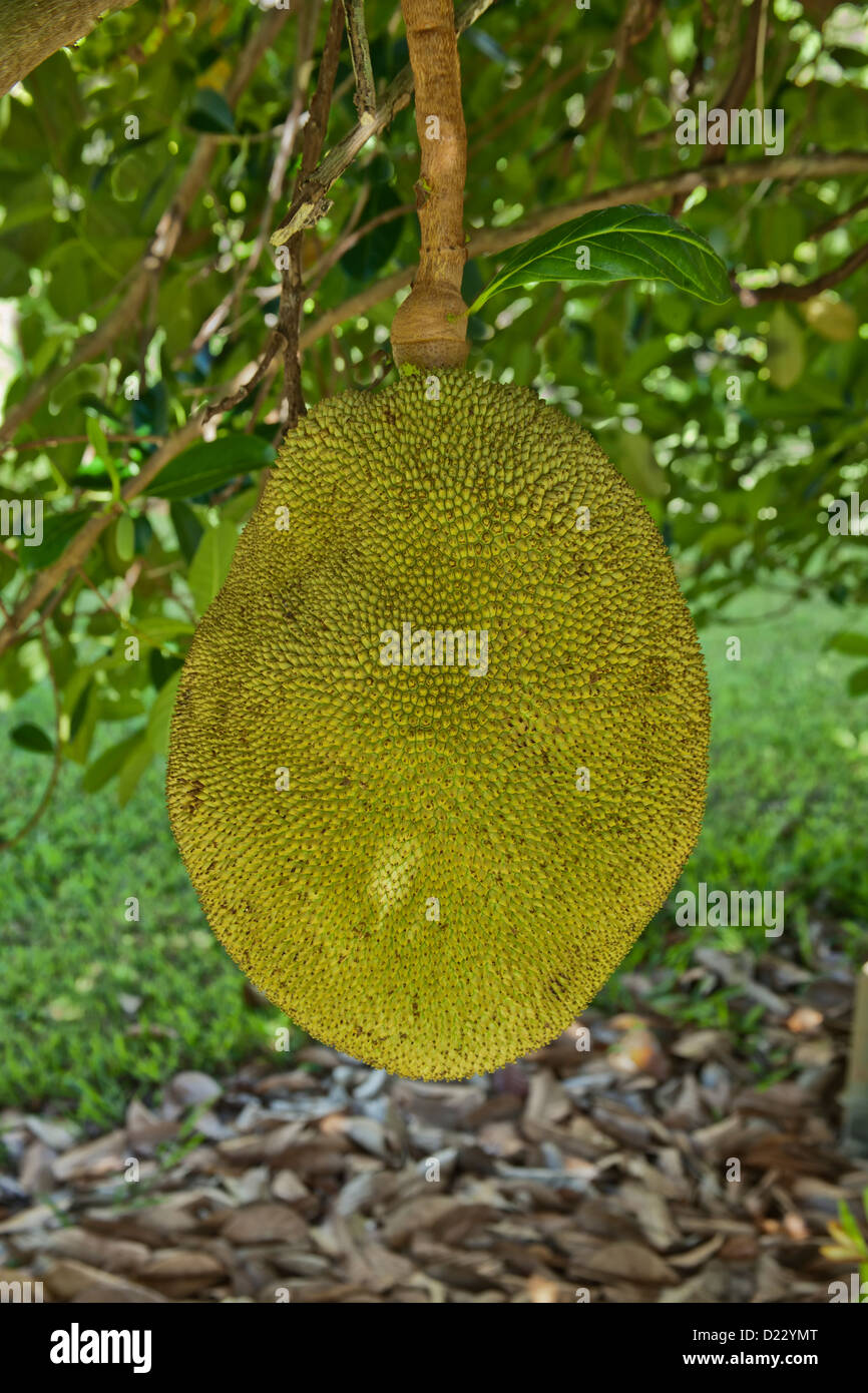 Jackfruit auf Zweig 'Artocarpus heterophyllus '. Stockfoto