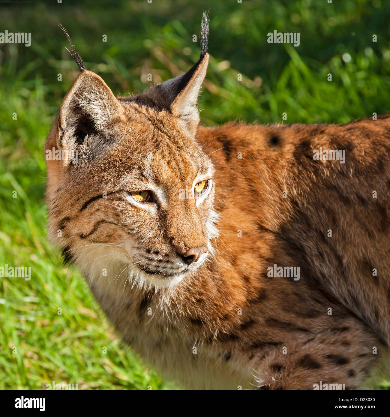 Schuss in den Kopf der eurasische Luchs über Schulter in Nachmittagssonne Stockfoto