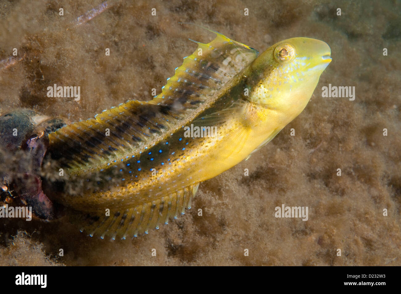 Braune Sabretooth Blenny (Petroscirtes Lupus), Chowder Bay, Sydney Harbour, Australien Stockfoto