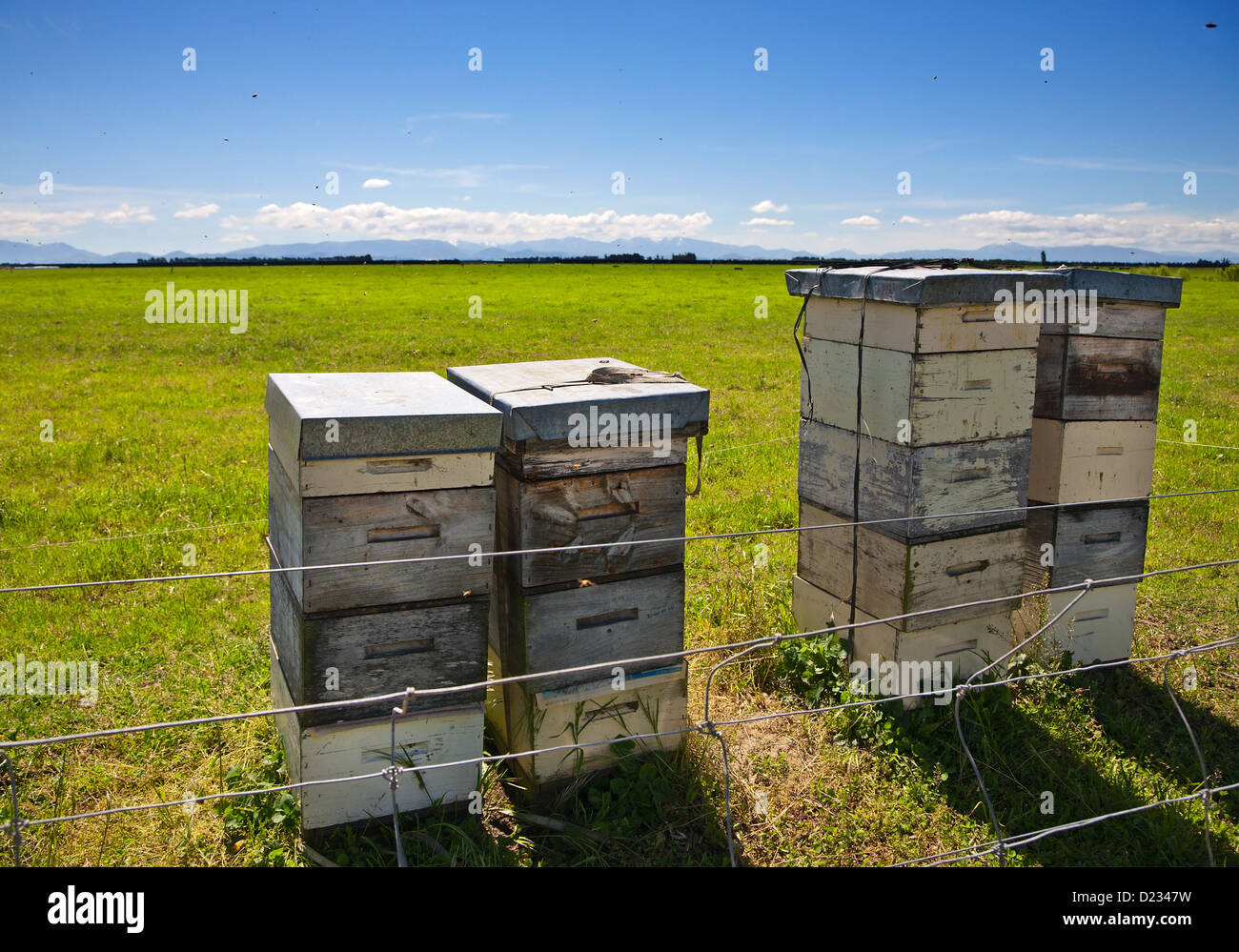 Honig Bienen fliegen um gestapelte Bienenstöcke im ländlichen Canterbury, Südinsel, Neuseeland. Sommer. Stockfoto