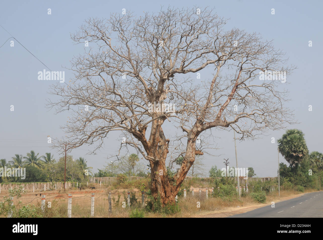 Trockenen Baum aushöhlen, Tamil Nadu, Indien Stockfoto
