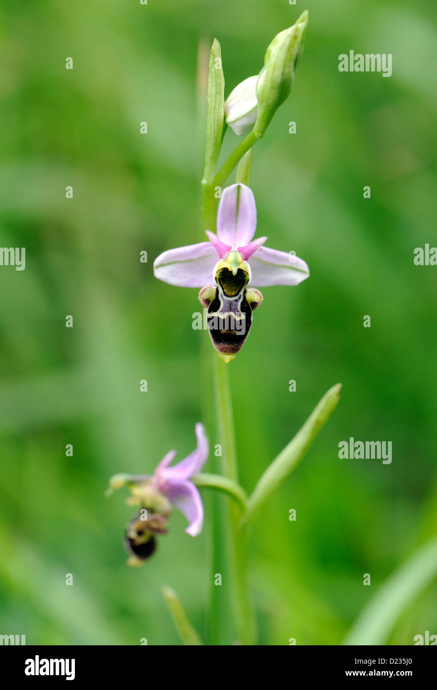 Blütenstand einer Biene Orchidee (Ophrys Apifera).  Colunga, Asturien, Spanien. Stockfoto