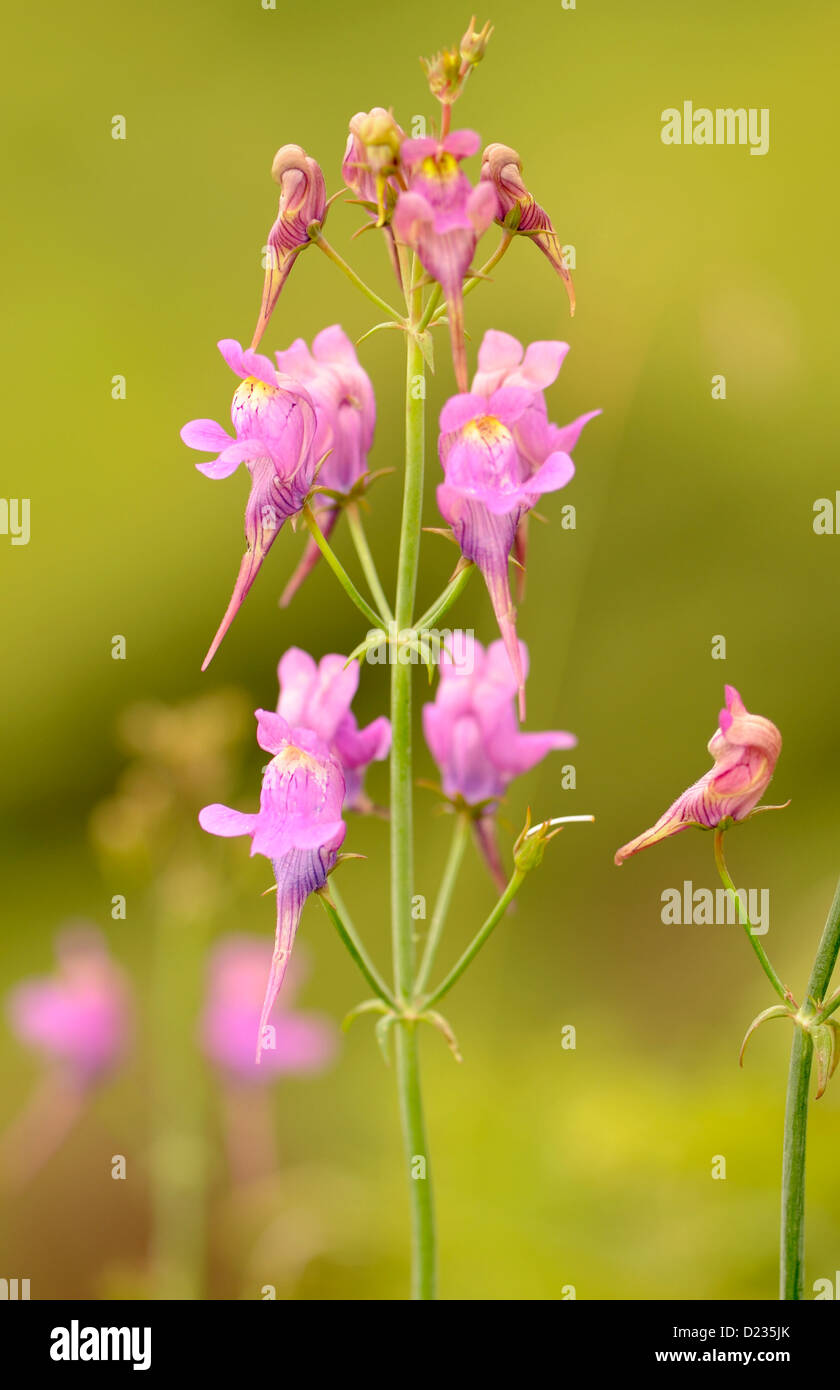 Blumen von geringerem Snapdragon (Misopates Orontium).   Colunga, Asturien, Spanien. Stockfoto