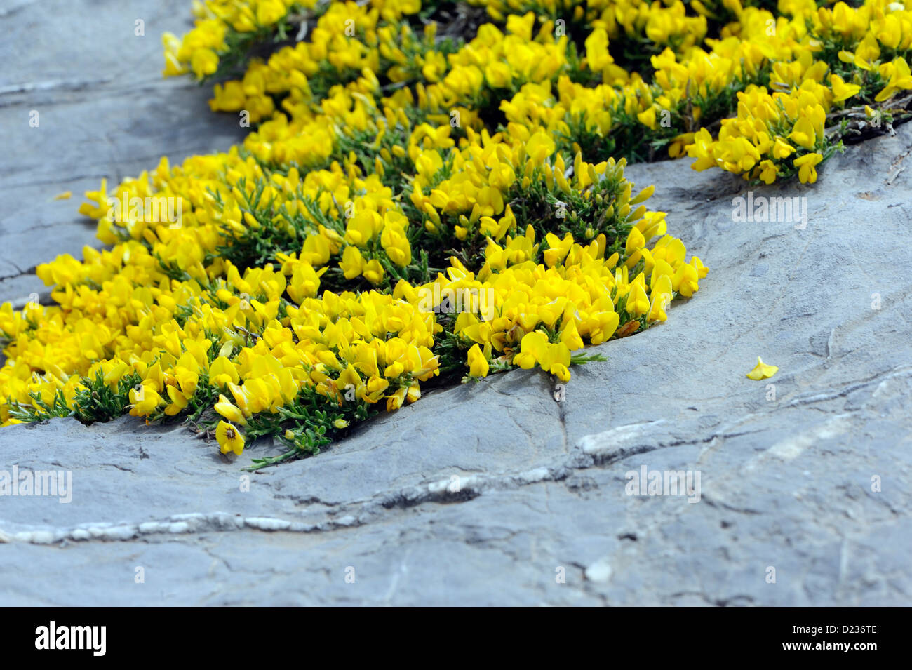 Alpine Pflanzen wachsen in Kalkfelsen. Fuente De, Nationalpark Picos de Europa. Picos de Europa. Spanien Stockfoto