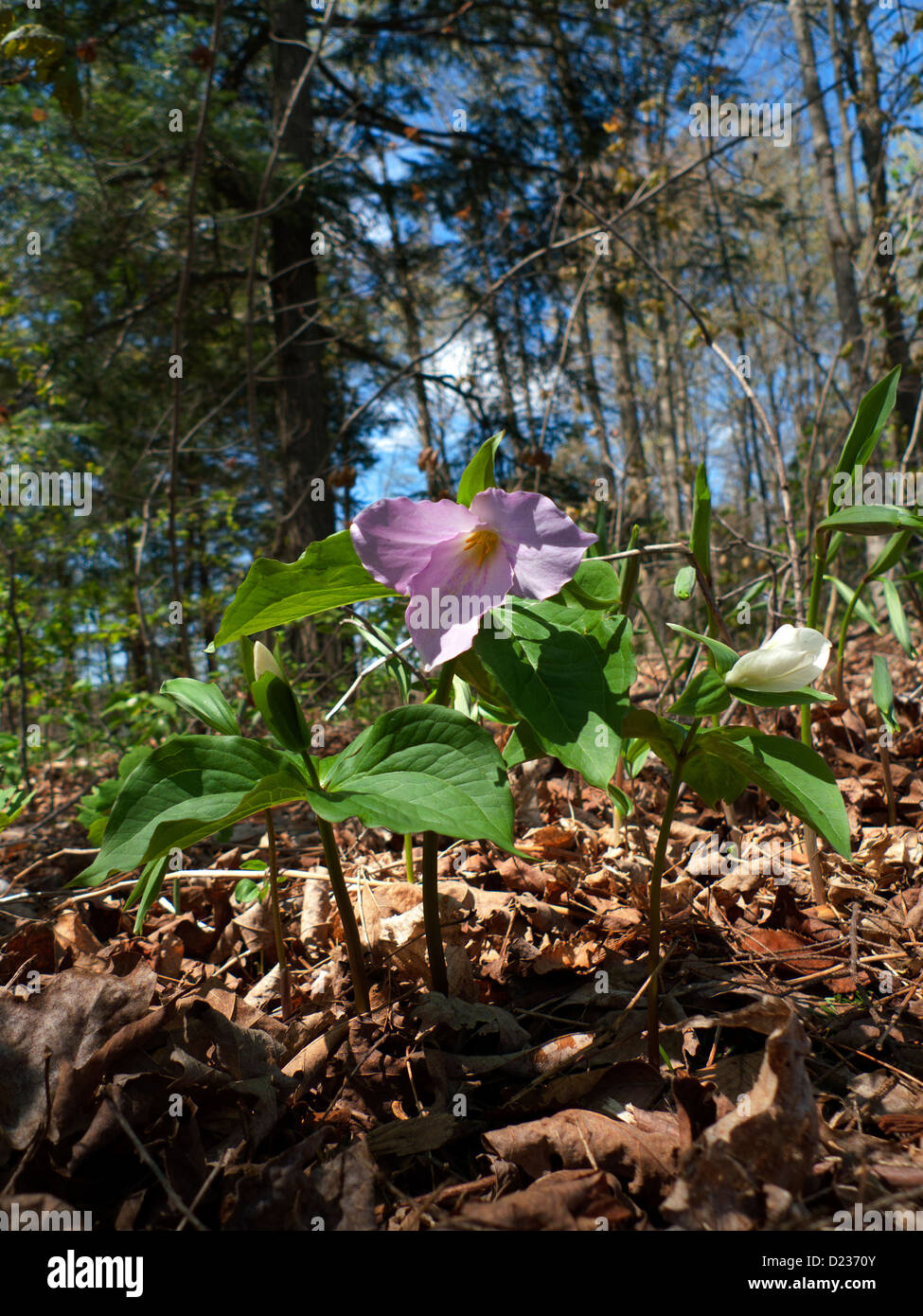 White trillium rosa mit Alter Wildblume in Blüte in einem Wald im April Frühjahr Baden Ontario Kanada Nordamerika. KATHY DEWITT Stockfoto