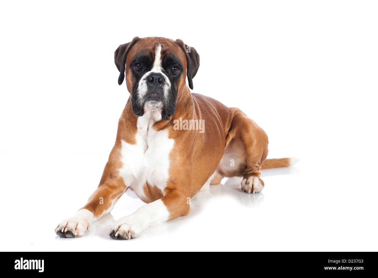 Deutscher Boxer Hund isoliert auf weiss Stockfoto
