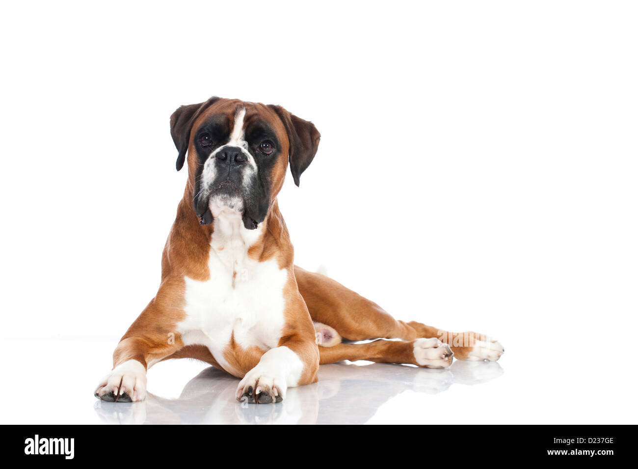 Deutscher Boxer Hund isoliert auf weiss Stockfoto