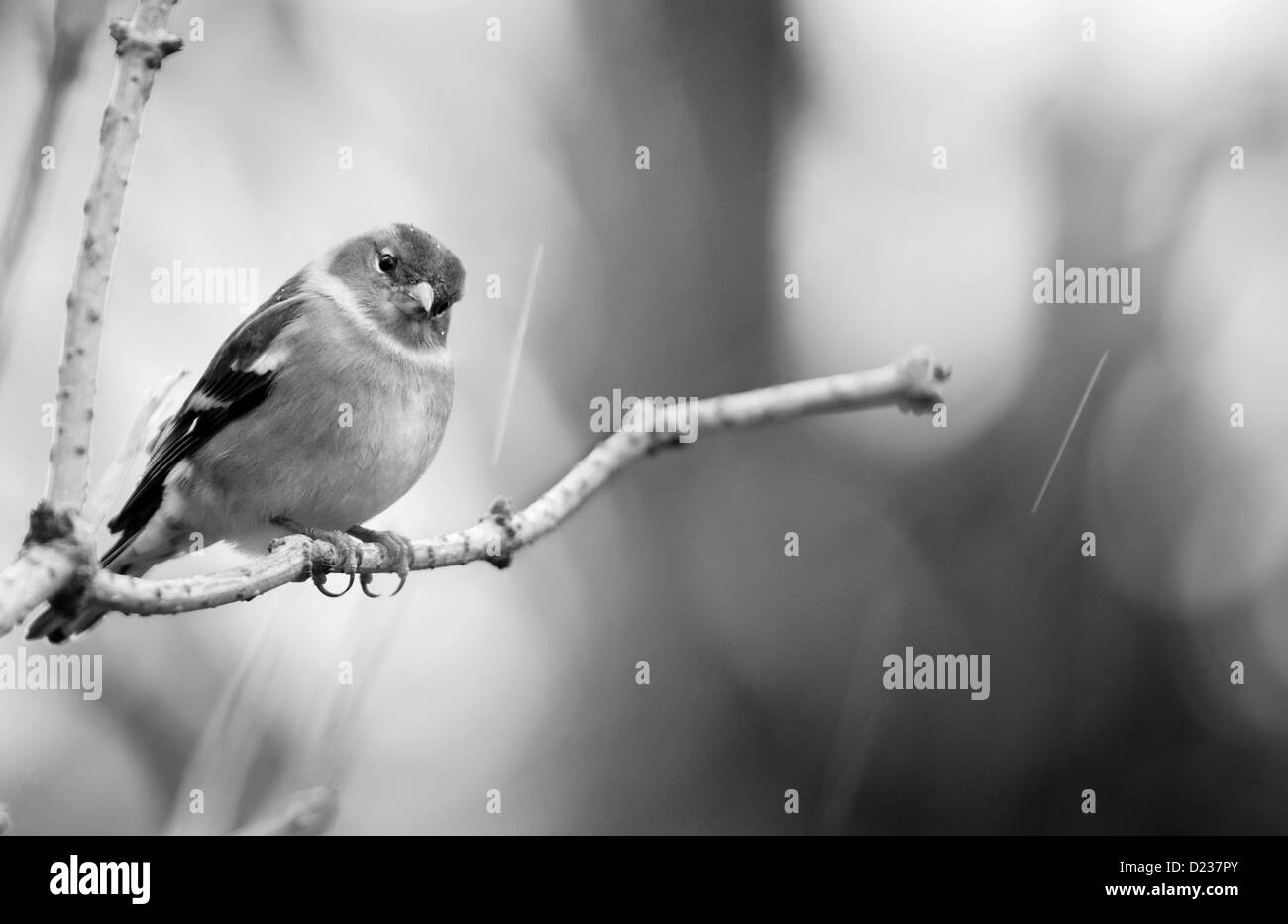 ein Buchfink auf einem Ast im Regen, schauen fragenden. Stockfoto