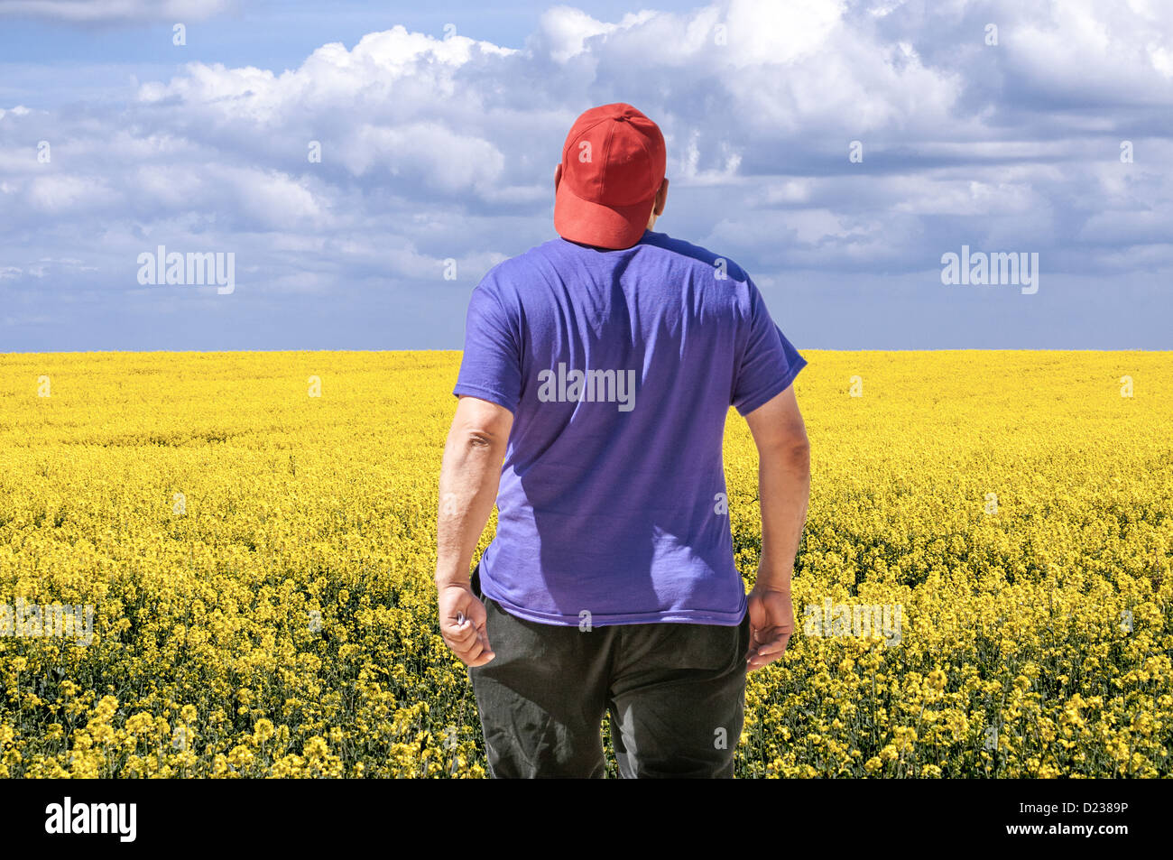 Mann mit umgekehrter GAP zu Fuß entfernt, Rückansicht zurück / von hinten mit Blick auf ein gelbes Feld Raps Pflanzen. Bild bearbeiten Stockfoto