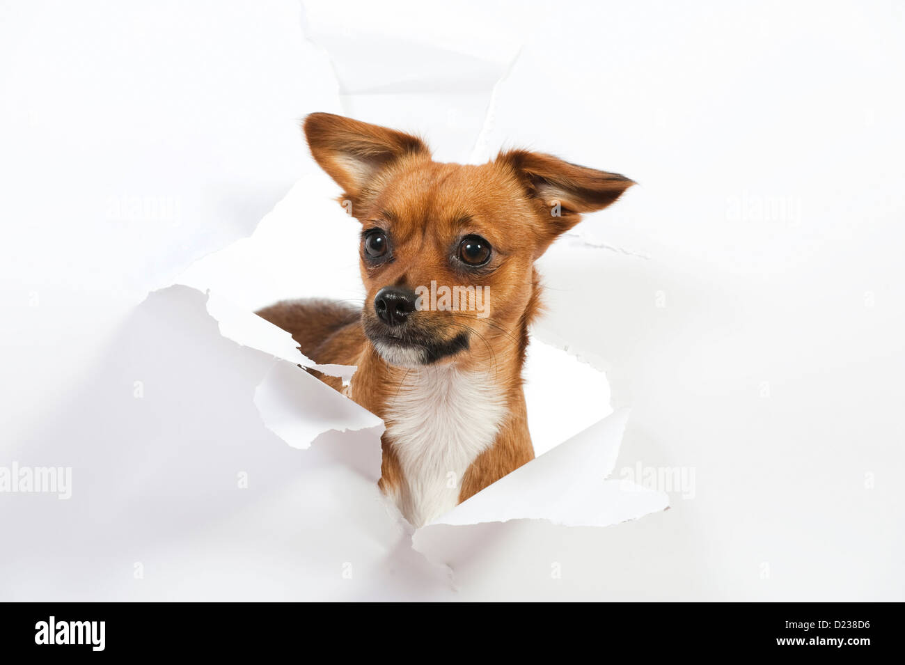 Hund schaut durch papier Stockfotos und bilder Kaufen Alamy