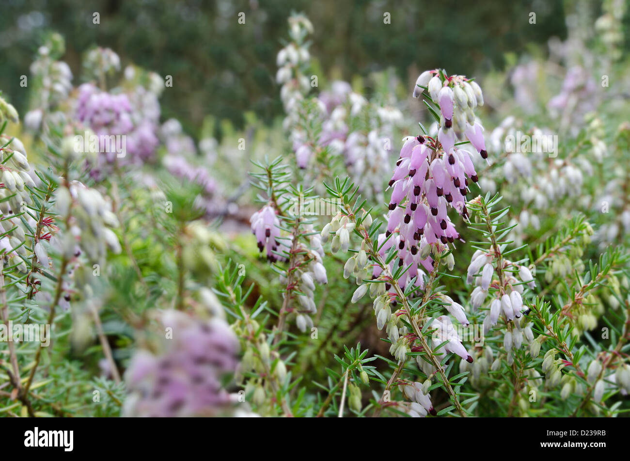 Erica Cinerea Heidekraut Anlage auf Kreide Boden Heide blass rosa bis lila Blüten Stockfoto