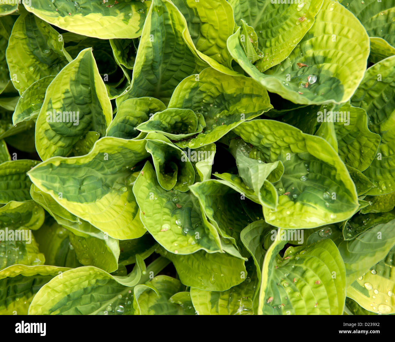 Eine Hosta Pflanze mit bunten Blättern Stockfoto