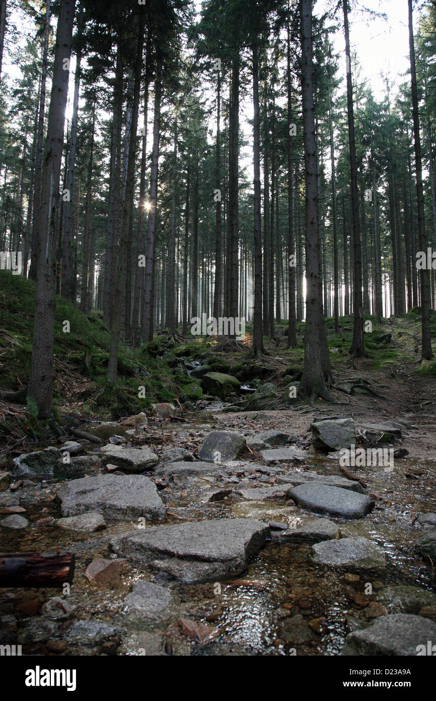 Szklarska Poreba, Polen, Fichtenwald im Tal des Giant Mountains National Park Kamienczyk Stockfoto