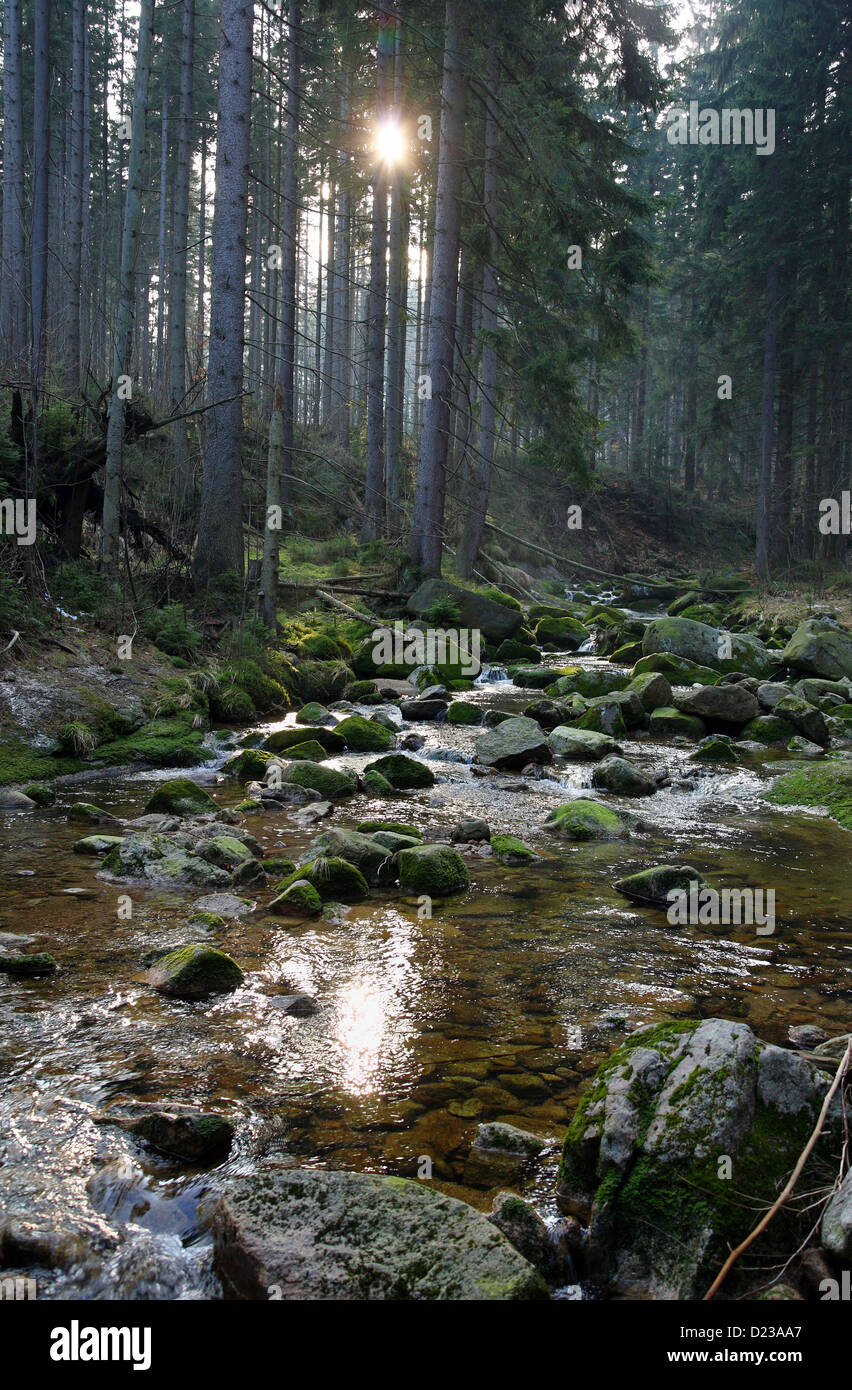 Szklarska Poreba, Polen, Fichtenwald im Tal des Giant Mountains National Park Kamienczyk Stockfoto
