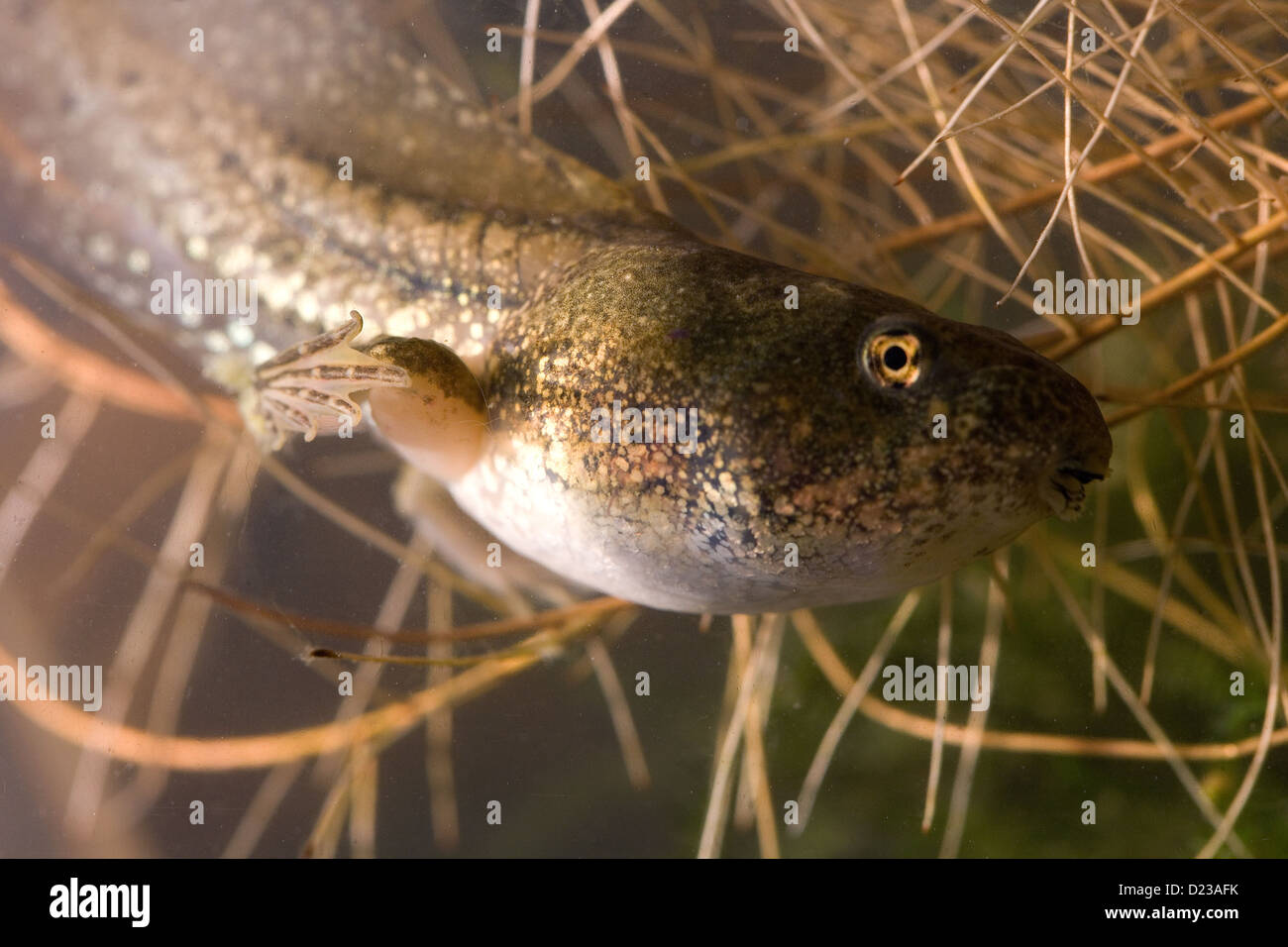 Kaulquappe von Rana Ridibunda auf einem Teich Stockfotografie Alamy