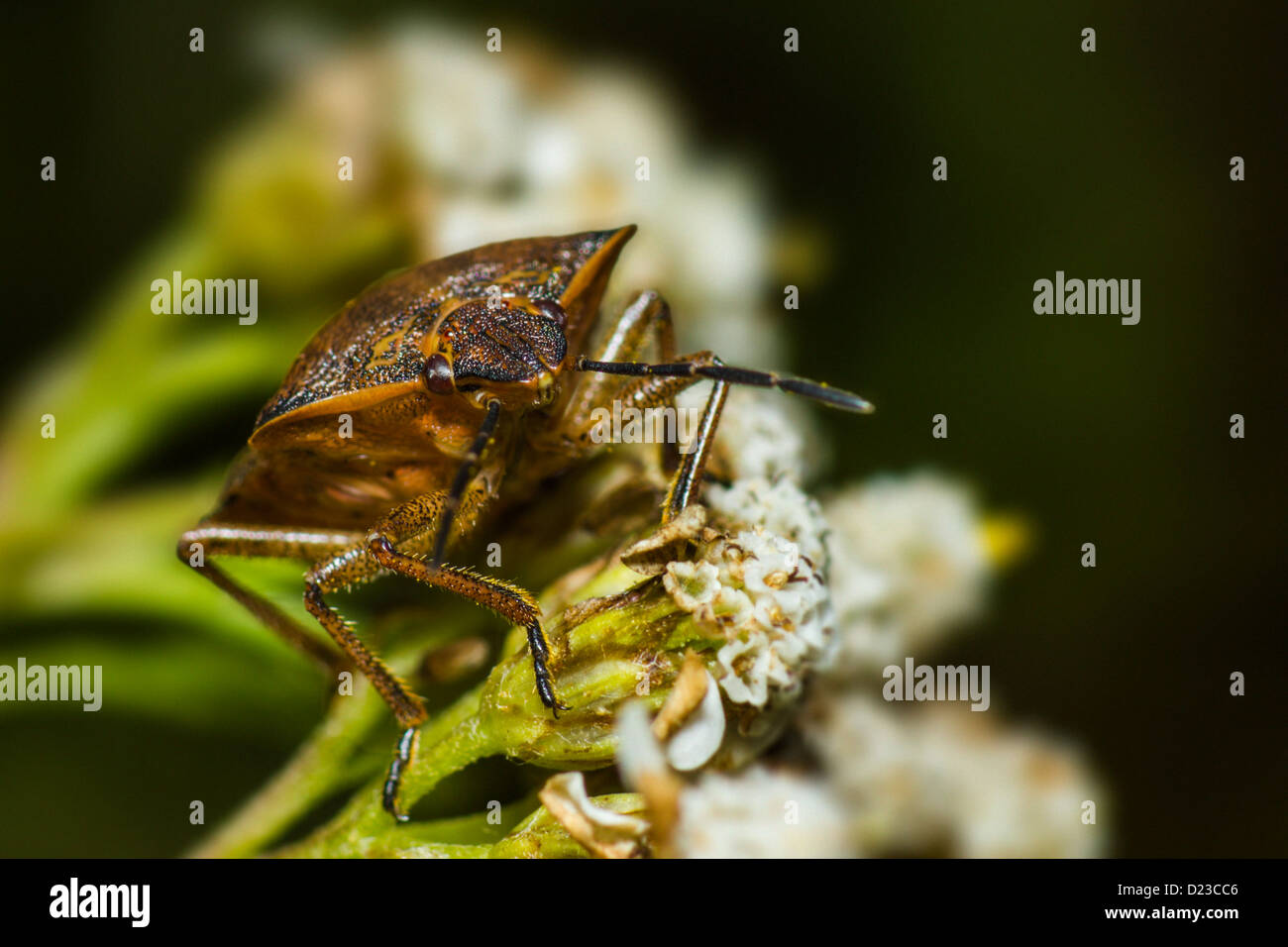 Porträt eines Fehlers Stockfoto