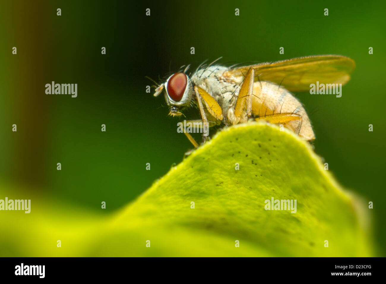 Porträt einer Fliege Stockfoto