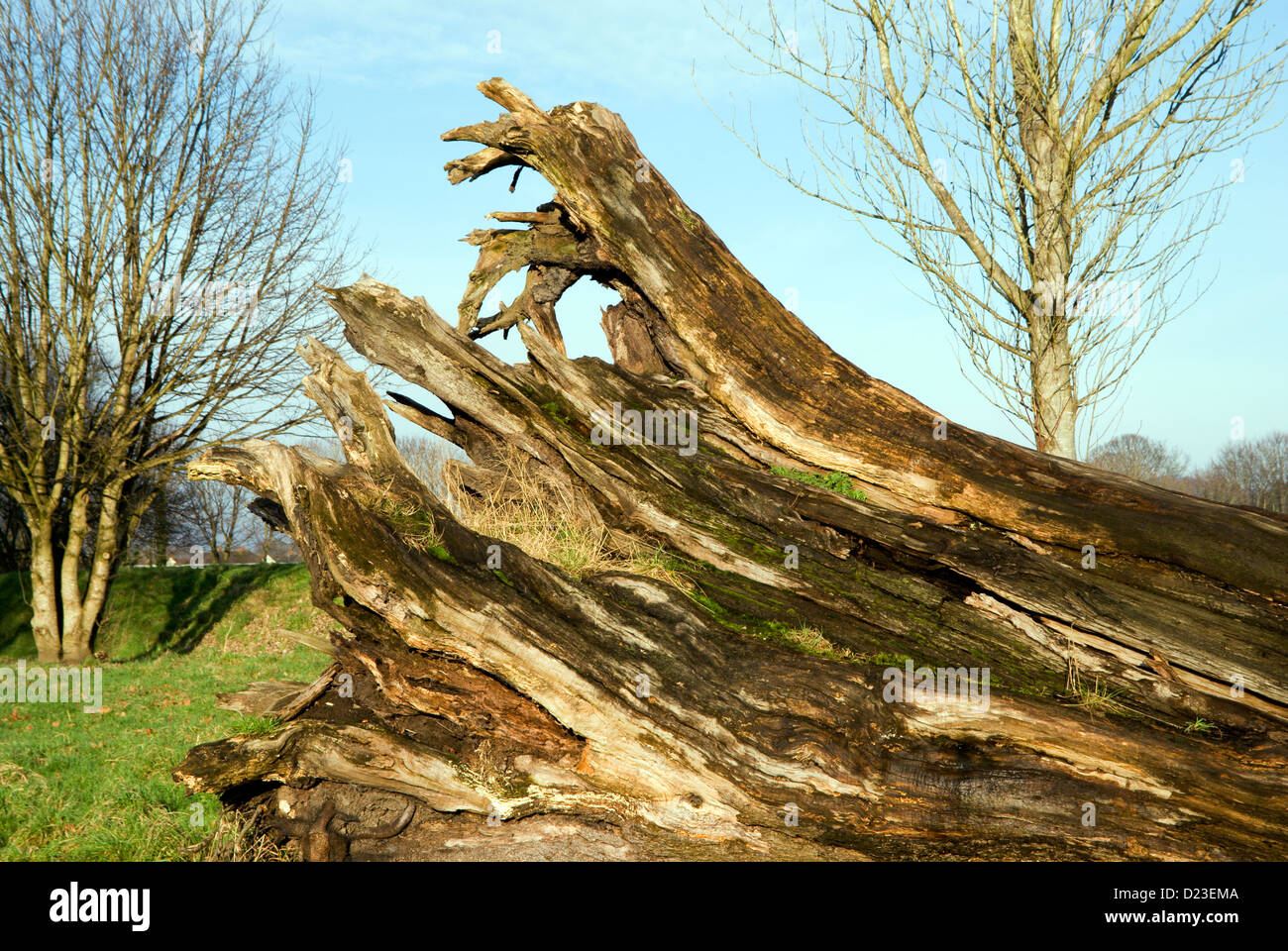 Stumpf des Toten Edelkastanie neben Taff Trail Gabalfa Cardiff south wales uk Stockfoto