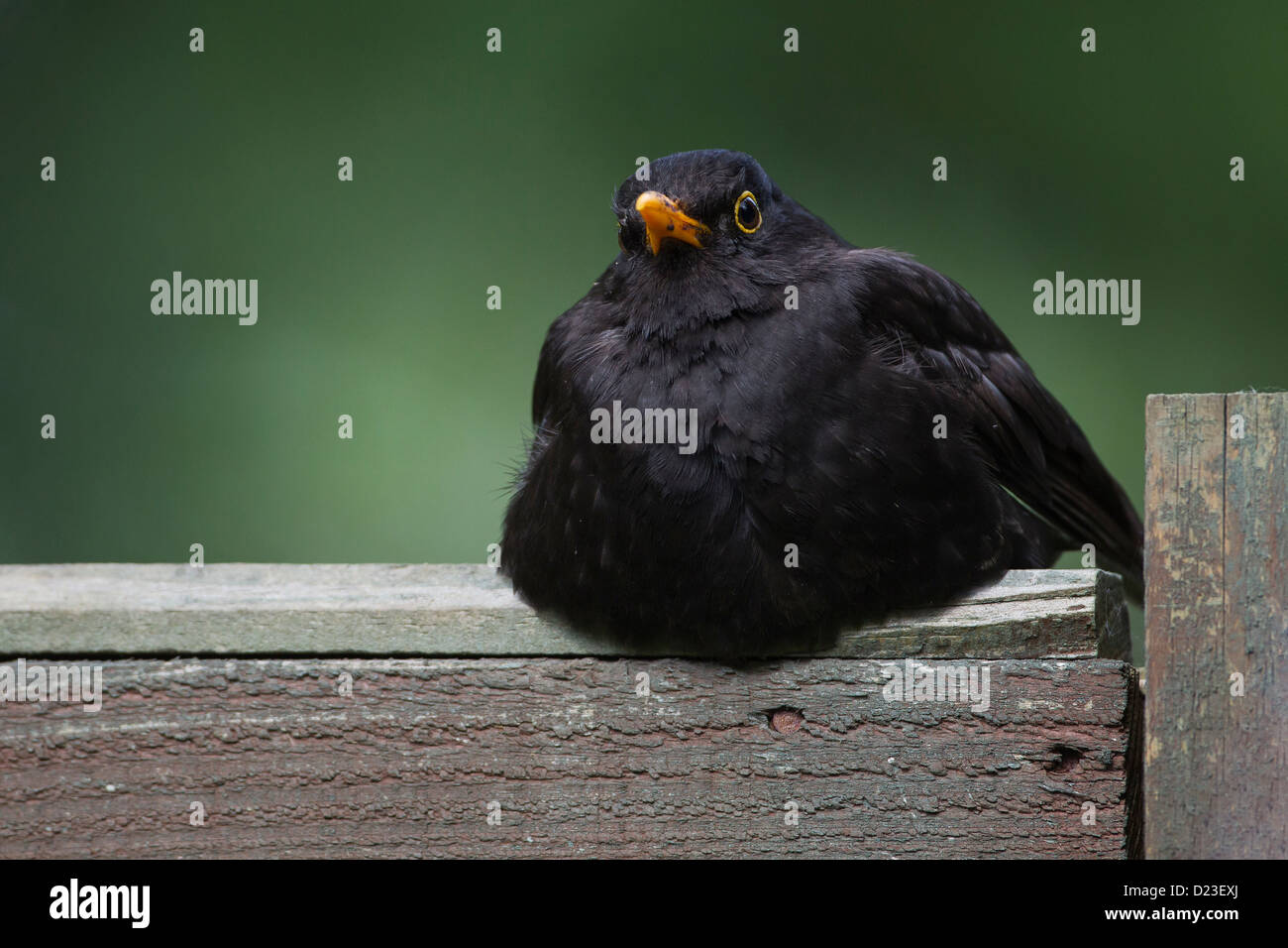 Männliche Amsel, Turdus Merula, UK Stockfoto