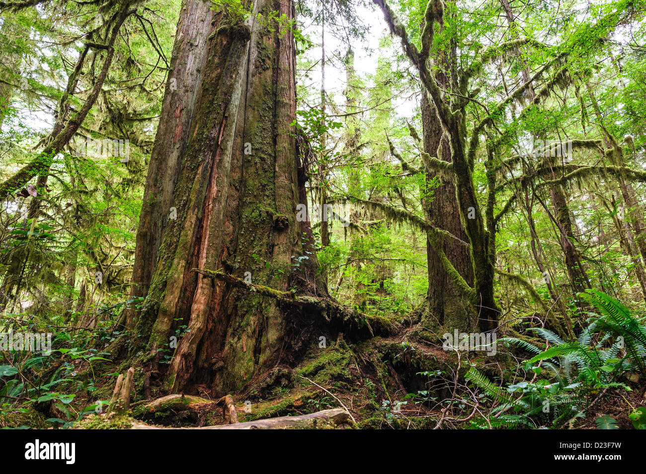 Große alte Stamm im Regenwald auf Vanouver Island, Britisch-Kolumbien, Kanada Stockfoto