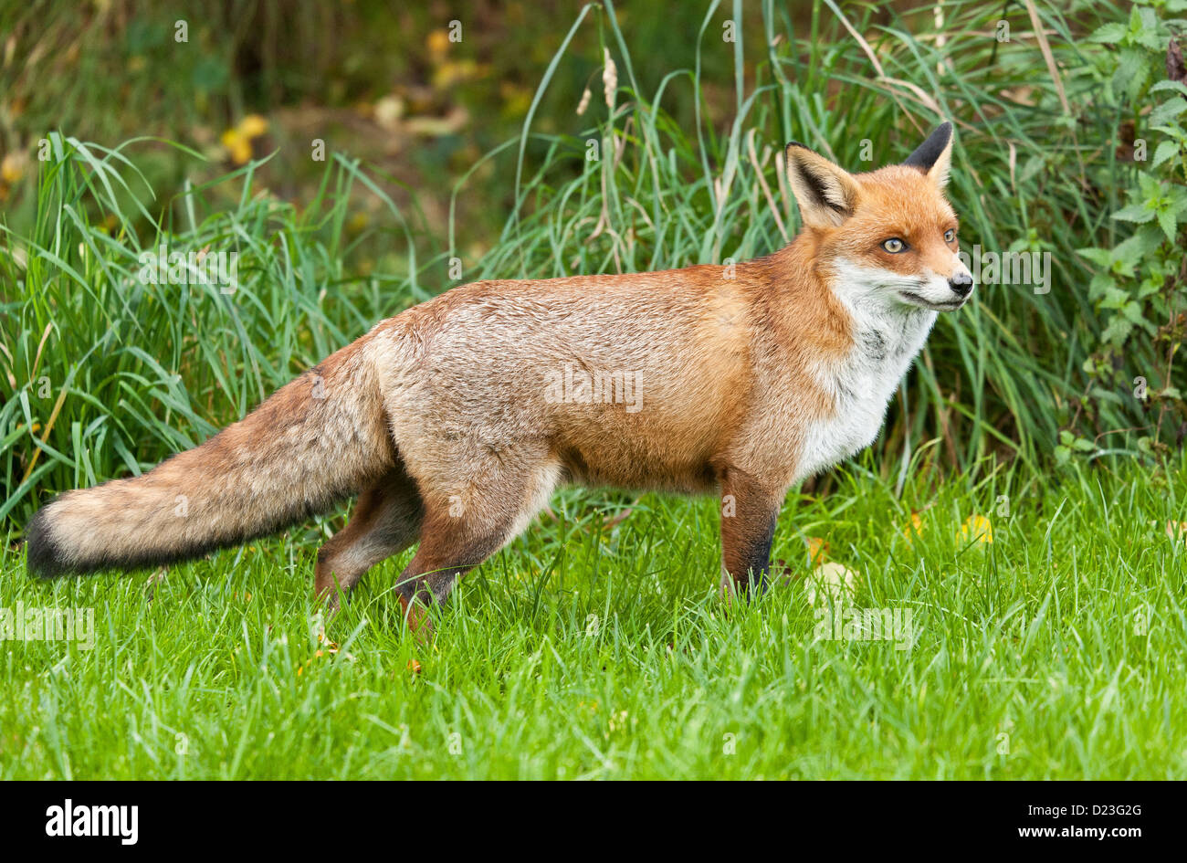 Der fette fuchs -Fotos und -Bildmaterial in hoher Auflösung – Alamy