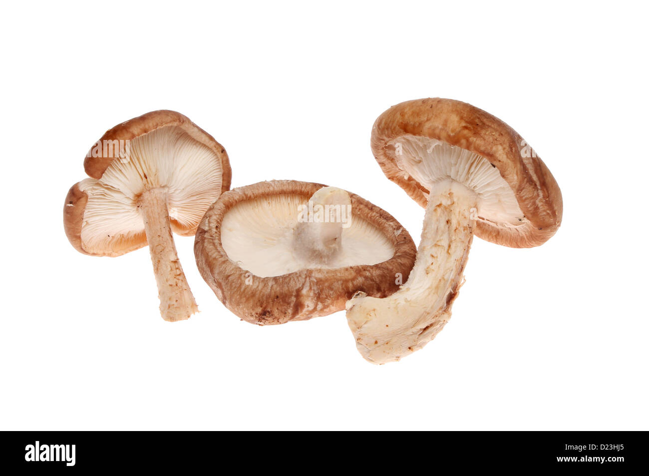 Shiitake-Pilze essbar isoliert gegen weiß Stockfoto
