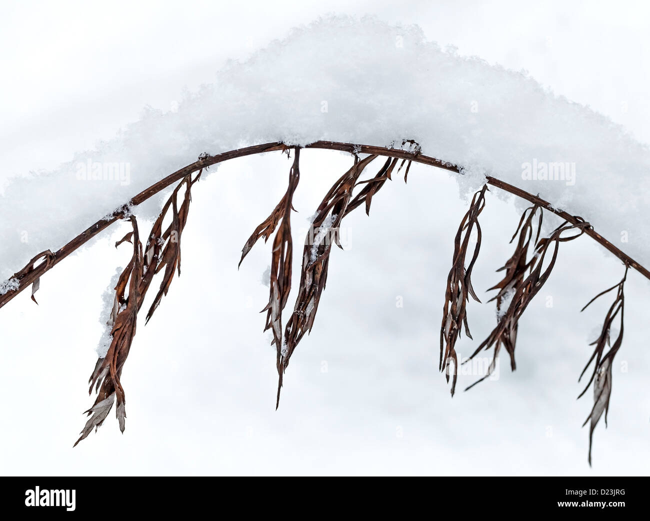 Winter-Natur-Fragment, Bogen der gefrorenen Trockenrasen mit Schnee bedeckt Stockfoto