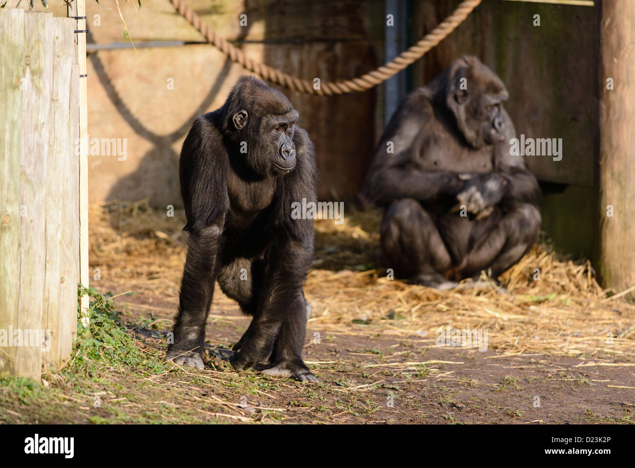 2 westliche Flachlandgorillas Blick zur Seite. Stockfoto