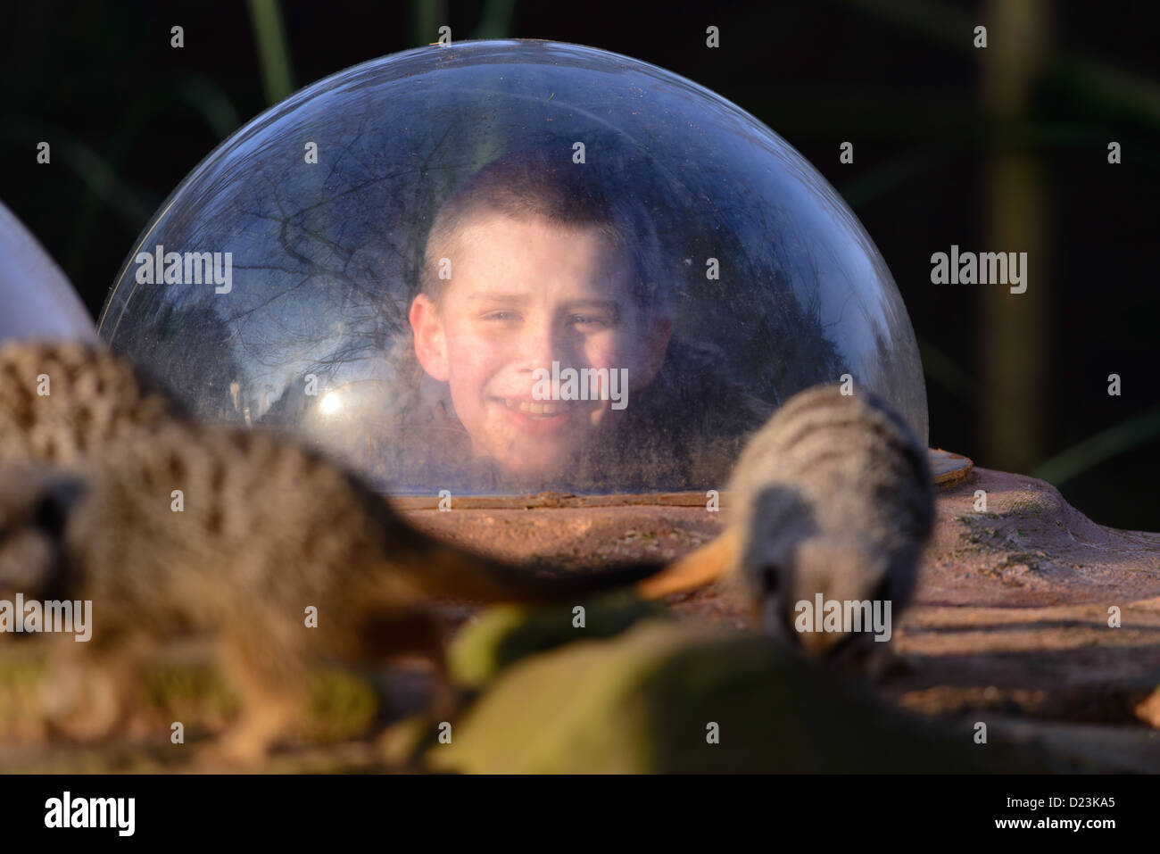 Ein Kind, das Erdmännchen durch eine klare Kunststoffhaube betrachten. Stockfoto