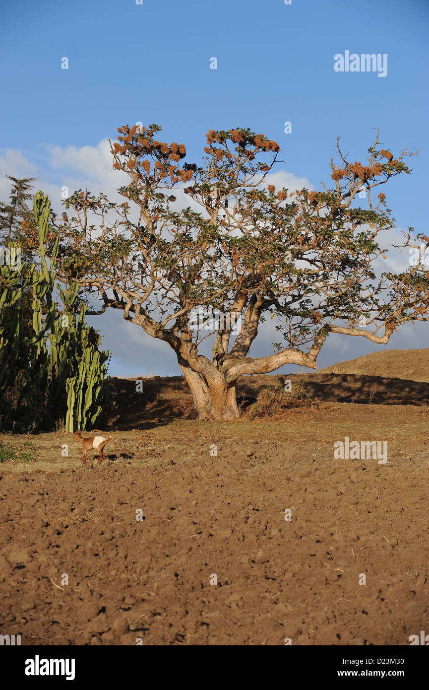 Mangudo, Äthiopien, Acacia in den highlands Stockfoto