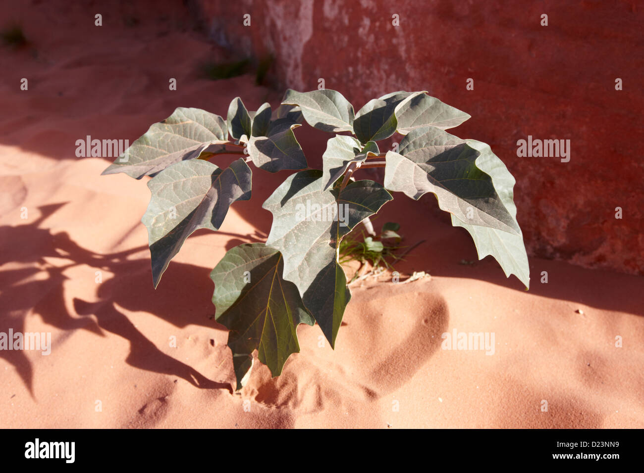 Datura-Pflanze wächst in der Mojave-Wüste Tal des Feuers Staatspark Nevada, Usa die Datura-Pflanze wurde von den Indianern verwendet. Stockfoto