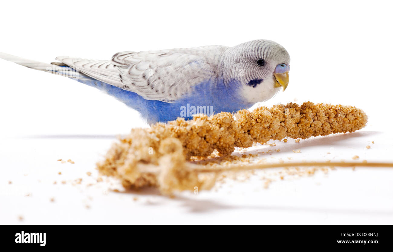 Blauen Sittich Essen Hirse auf einer weißen Fläche Stockfoto