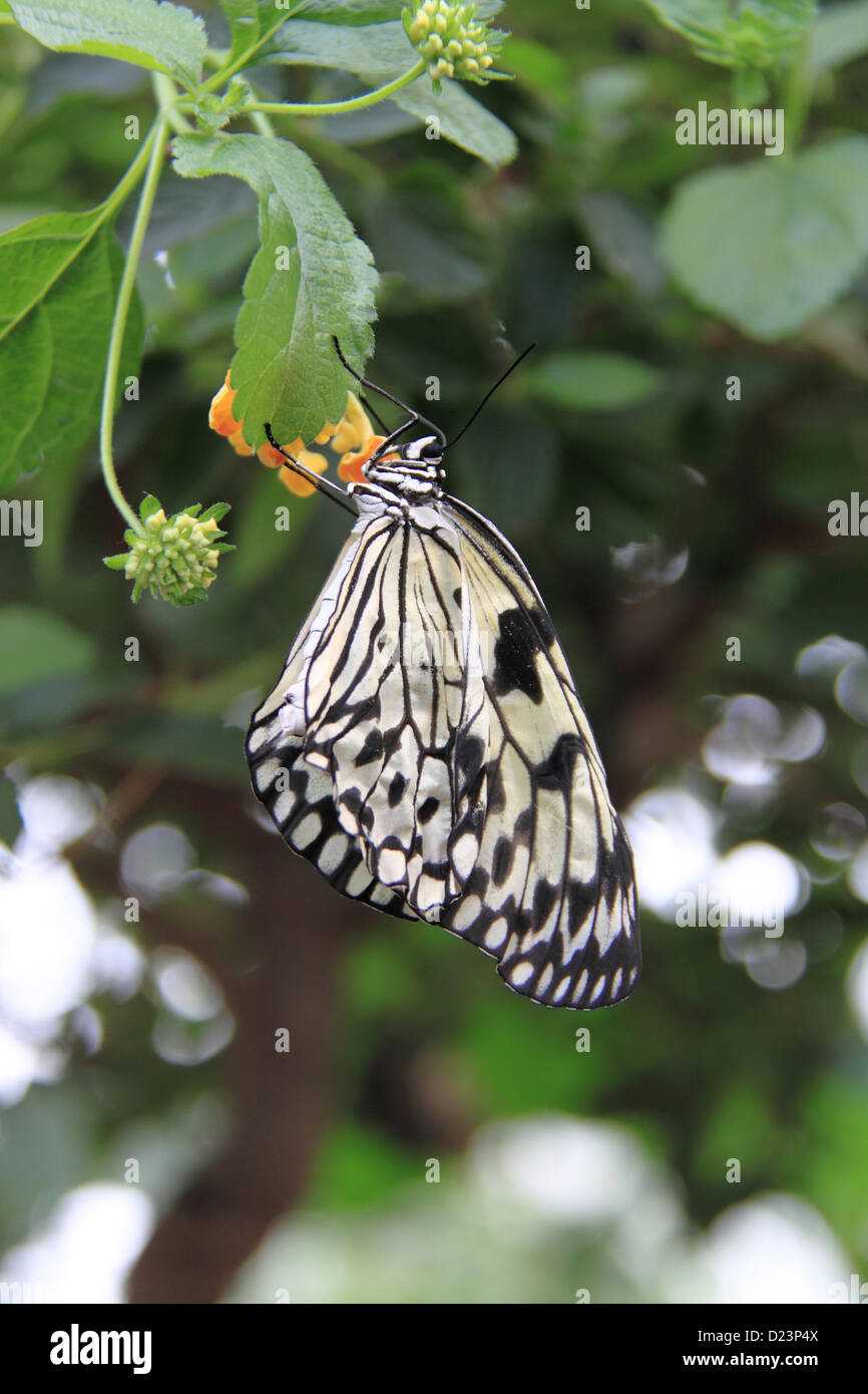 Baum Nymphe (Idee leuconeo). Schmetterlinge im Glashaus 2013, RHS Garden Wisley, Woking, Surrey, England, UK. Besondere Veranstaltung bis zum 24. Februar 2013, die die Möglichkeit bietet, über tropische Schmetterlinge im Glashaus fliegen zu sehen. Stockfoto
