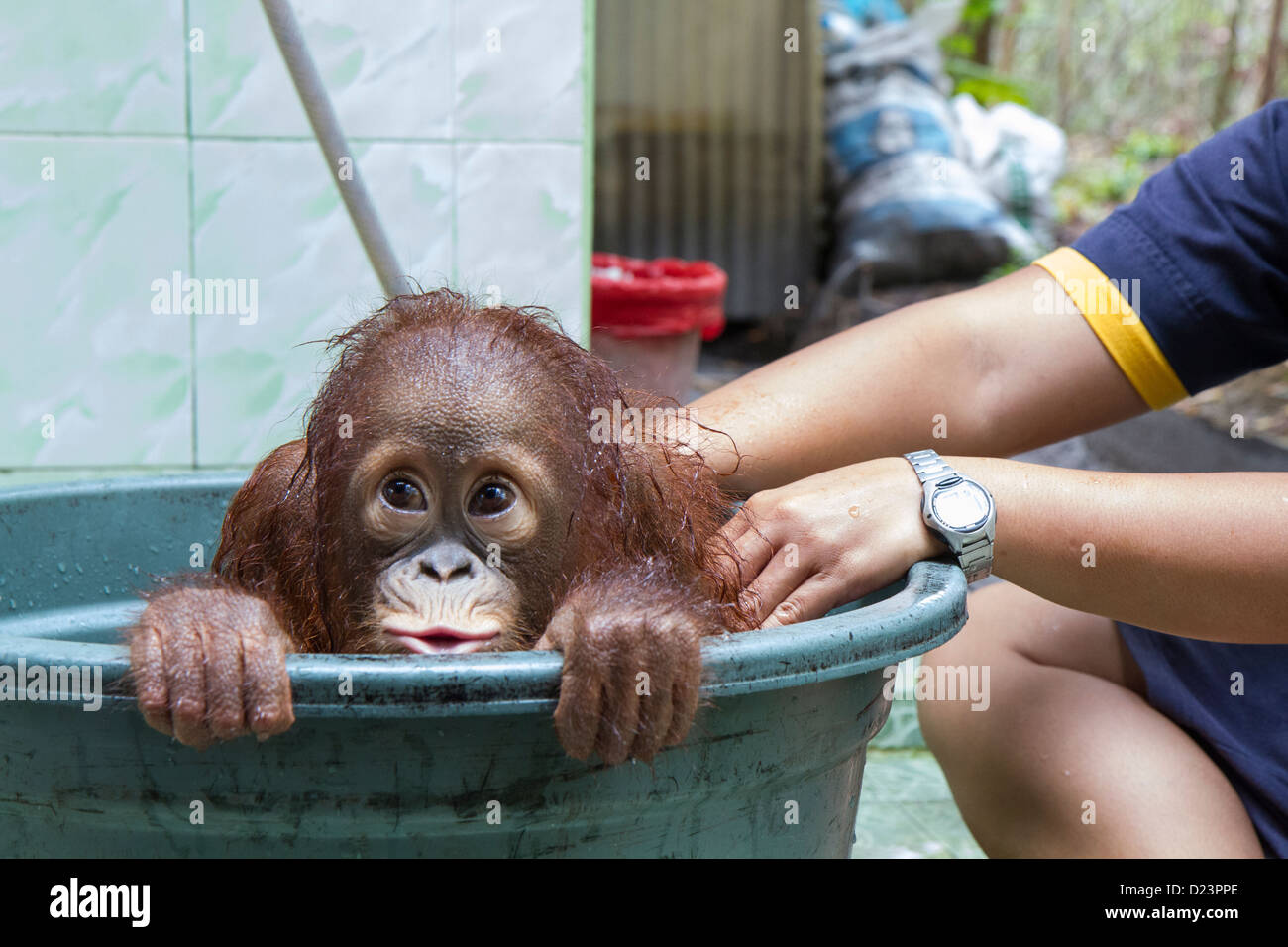 Orang-Utan (Pongo Pygmaeus) Kind im Bad, Orangutan Care Center, Borneo, Indonesien Stockfoto