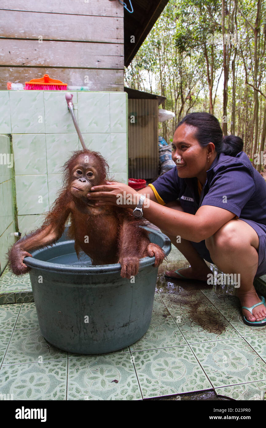 Orang-Utan (Pongo Pygmaeus) Kind im Bad, Orangutan Care Center, Borneo, Indonesien Stockfoto