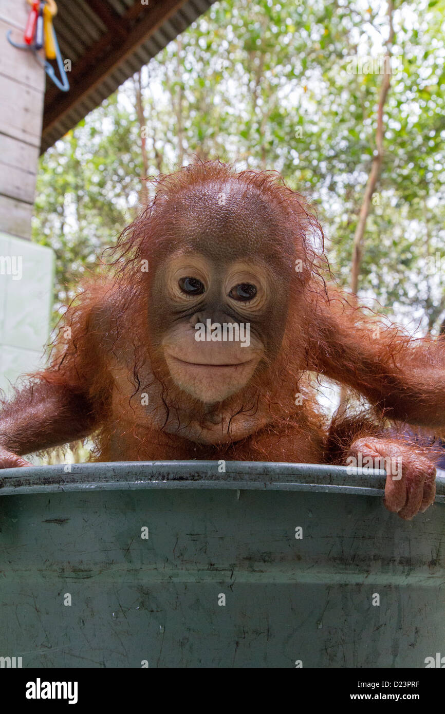 Orang-Utan (Pongo Pygmaeus) Kind im Bad, Orangutan Care Center, Borneo, Indonesien Stockfoto