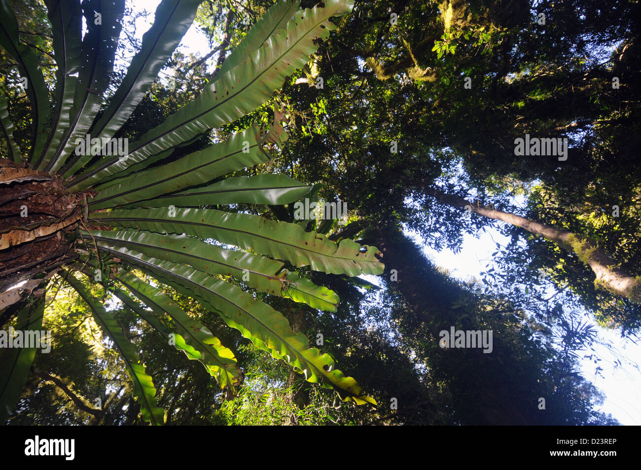 Nachschlagen im Regenwald, Grenze Track, Binna Burra, Lamington Nationalpark, Queensland, Australien Stockfoto