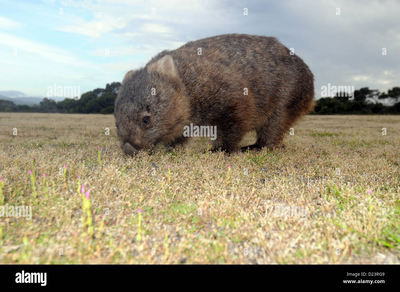 Gemeinsamen Wombat (Vombatus Ursinus) Weiden bei Springlawn, viktorianisch Nationalpark, Tasmanien, Australien Stockfoto