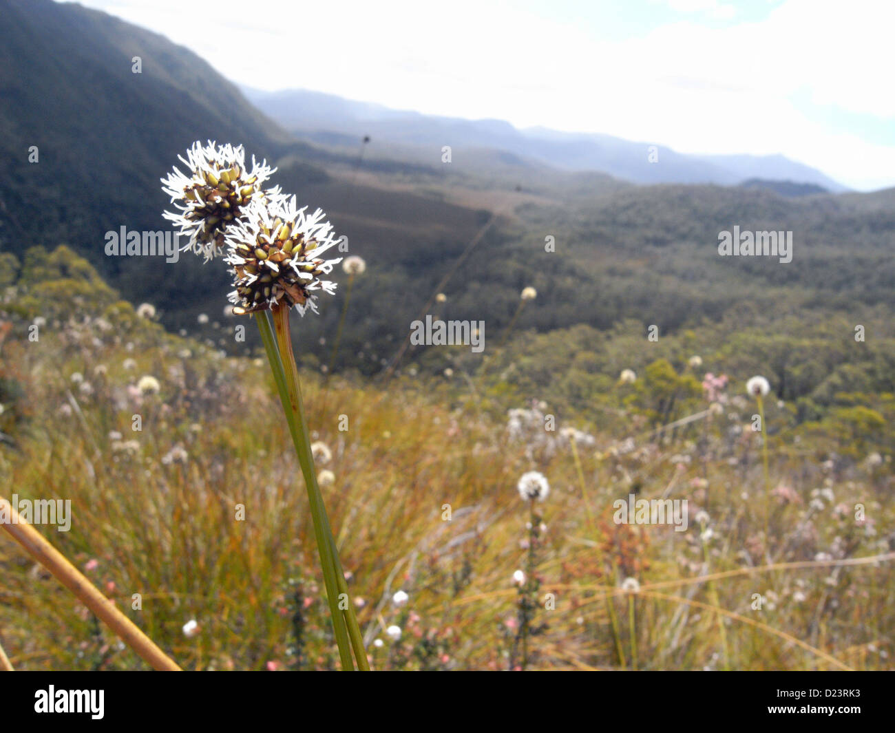 Buttongrass (Gymnoschoenus Sphaerocephalus) Blüten über den Franklin River, Donaghys Lookout, Tasmanien, Australien Stockfoto