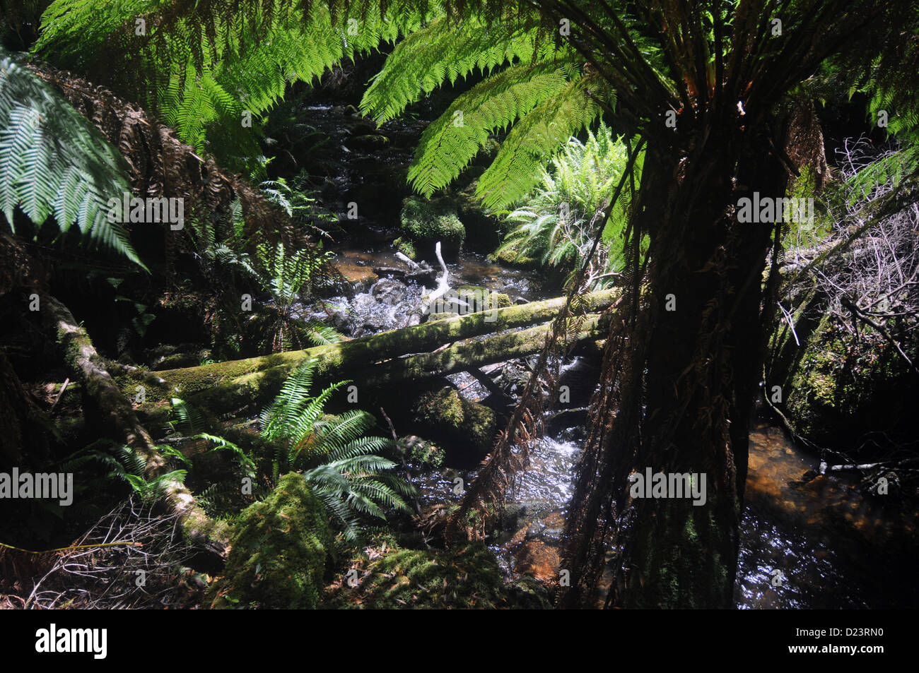 Creek mit Farnen unter Nelson Wasserfall, Franklin-Gordon Wild Rivers National Park, Tasmanien, Australien Stockfoto