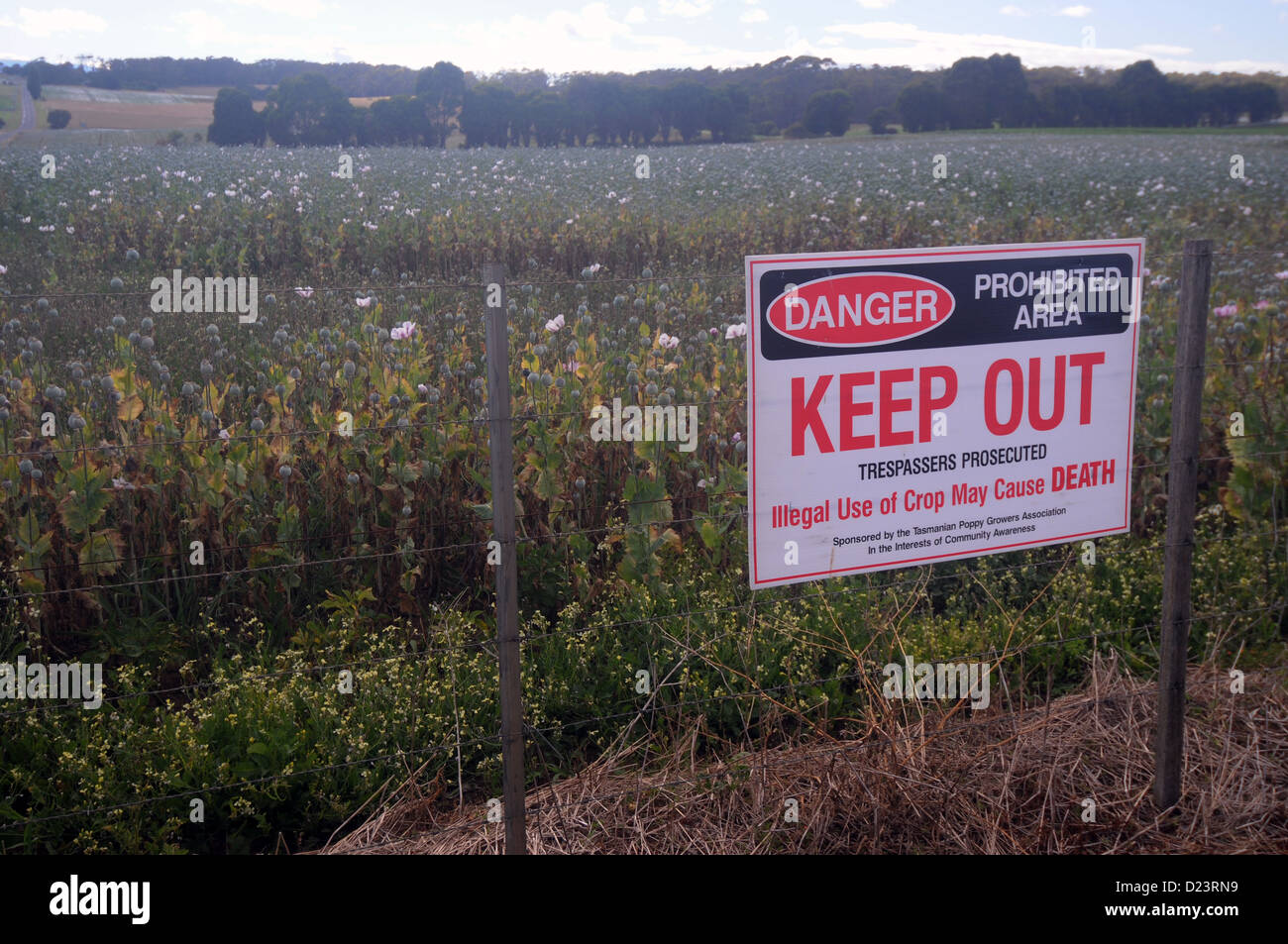 Schild Achtung, dass illegale Verwendung der Ernte verursachen Tod, Mohn-Felder des nördlichen Tasmanien, Australien Stockfoto