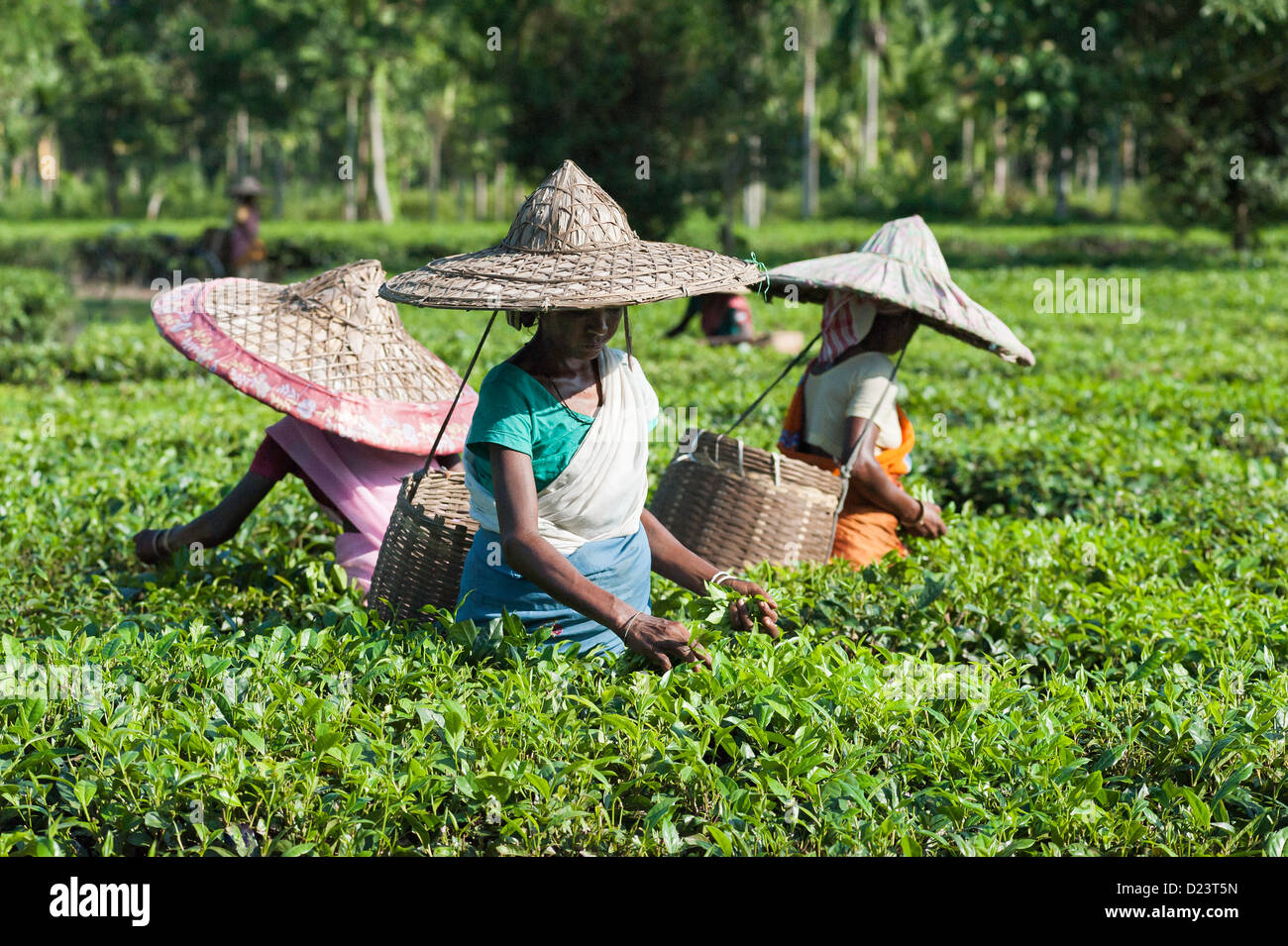 Tee-Blatt-Erntemaschinen bei Arbeiten auf einer Teeplantage in Jorhat, Assam, Indien. Sie sammeln die Ernte in Bambuskörben. Stockfoto