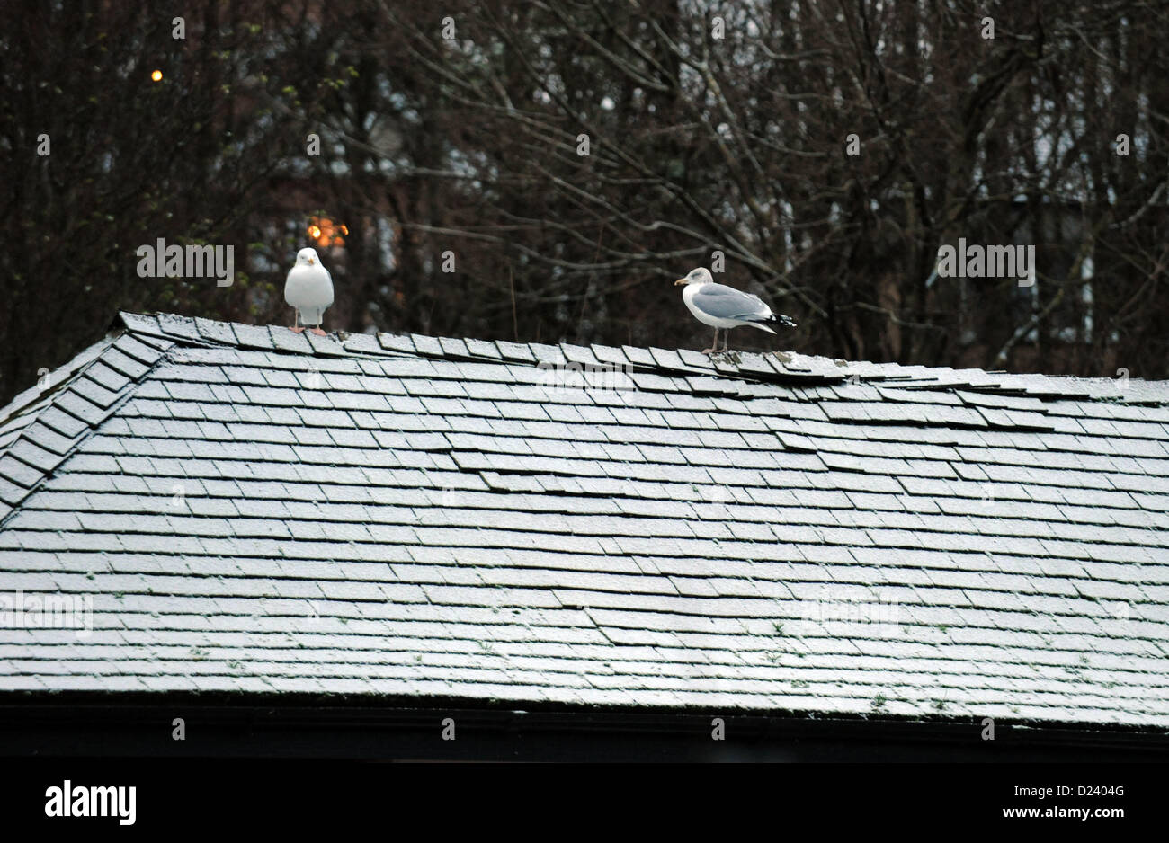 Brighton Sussex UK 14. Januar 2013 - Zittern Silbermöwen auf einem Dach in Queens Park Brighton nach eine leichte Abstauben von Schnee über Nacht Foto von Simon Dack/Alamy Live News Stockfoto