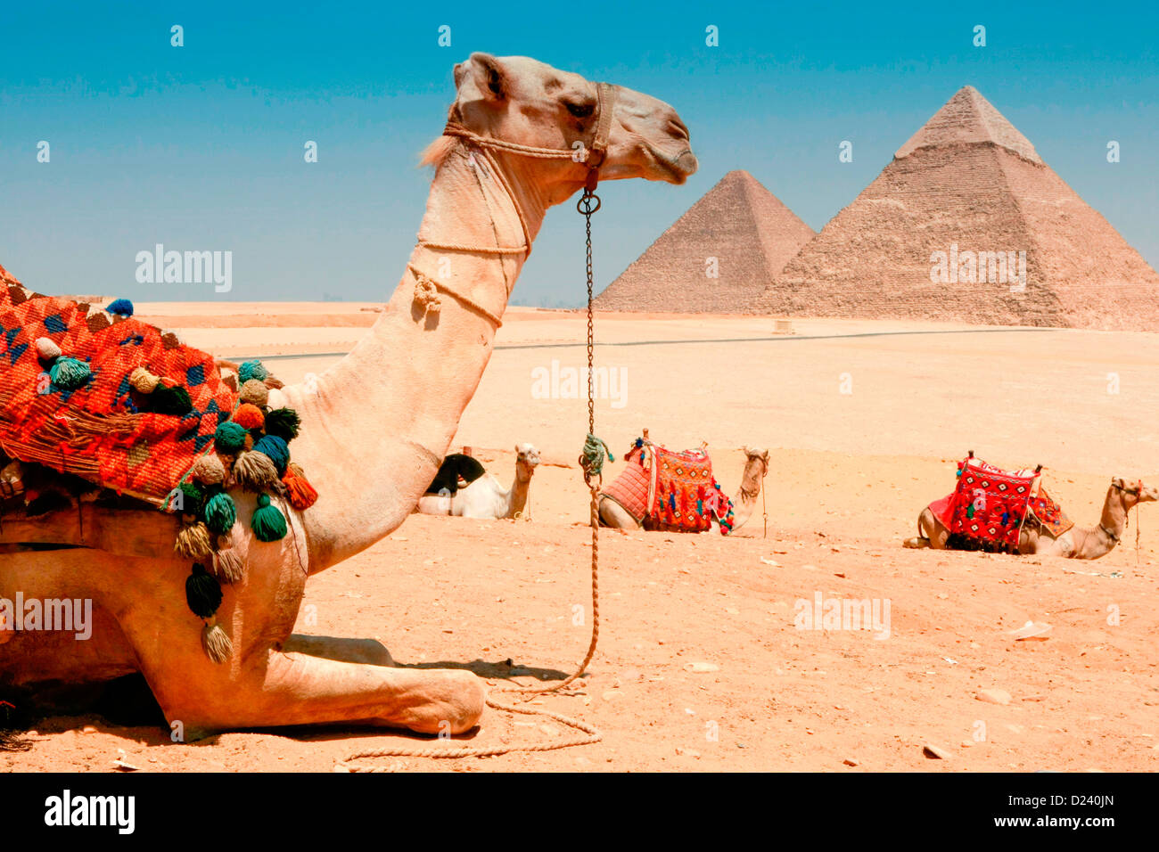 Kamele bei den Pyramiden von Gizeh nahe Kairo, Ägypten. Stockfoto
