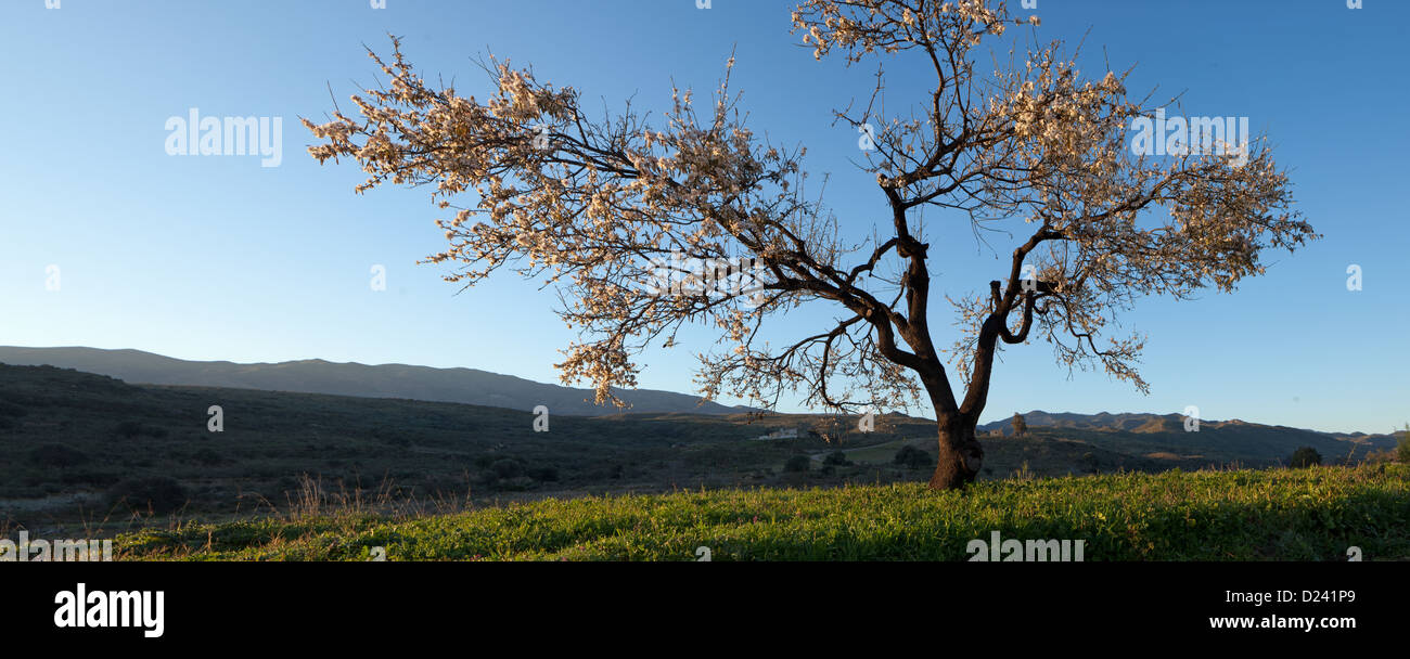 Einen Mandelbaum in Blüte in Andalusien Stockfoto