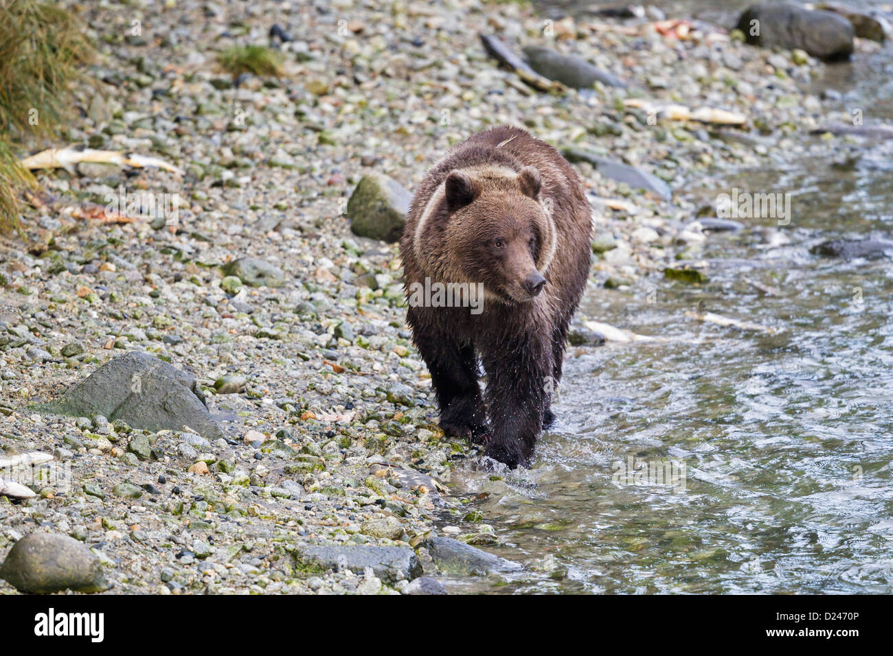 USA, Alaska, Braunbären Wandern am Chilkoot Lake Stockfoto